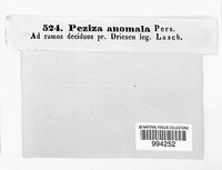 Peziza anomala image